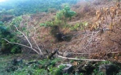 Ríos Vivos Antioquia denuncia tala  de más de 4.000 hectáreas de bosque en el cañón del río Cauca